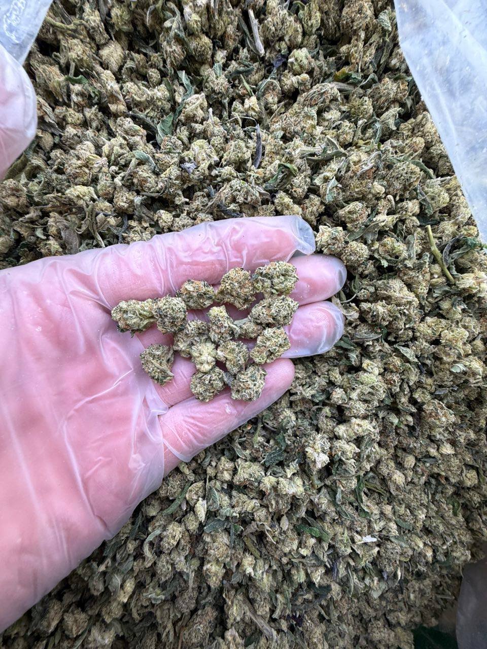 Jealousy weed strain - Image 2