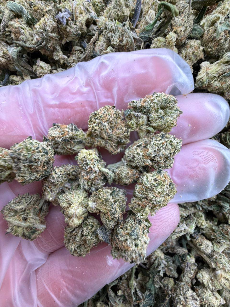 Jealousy weed strain