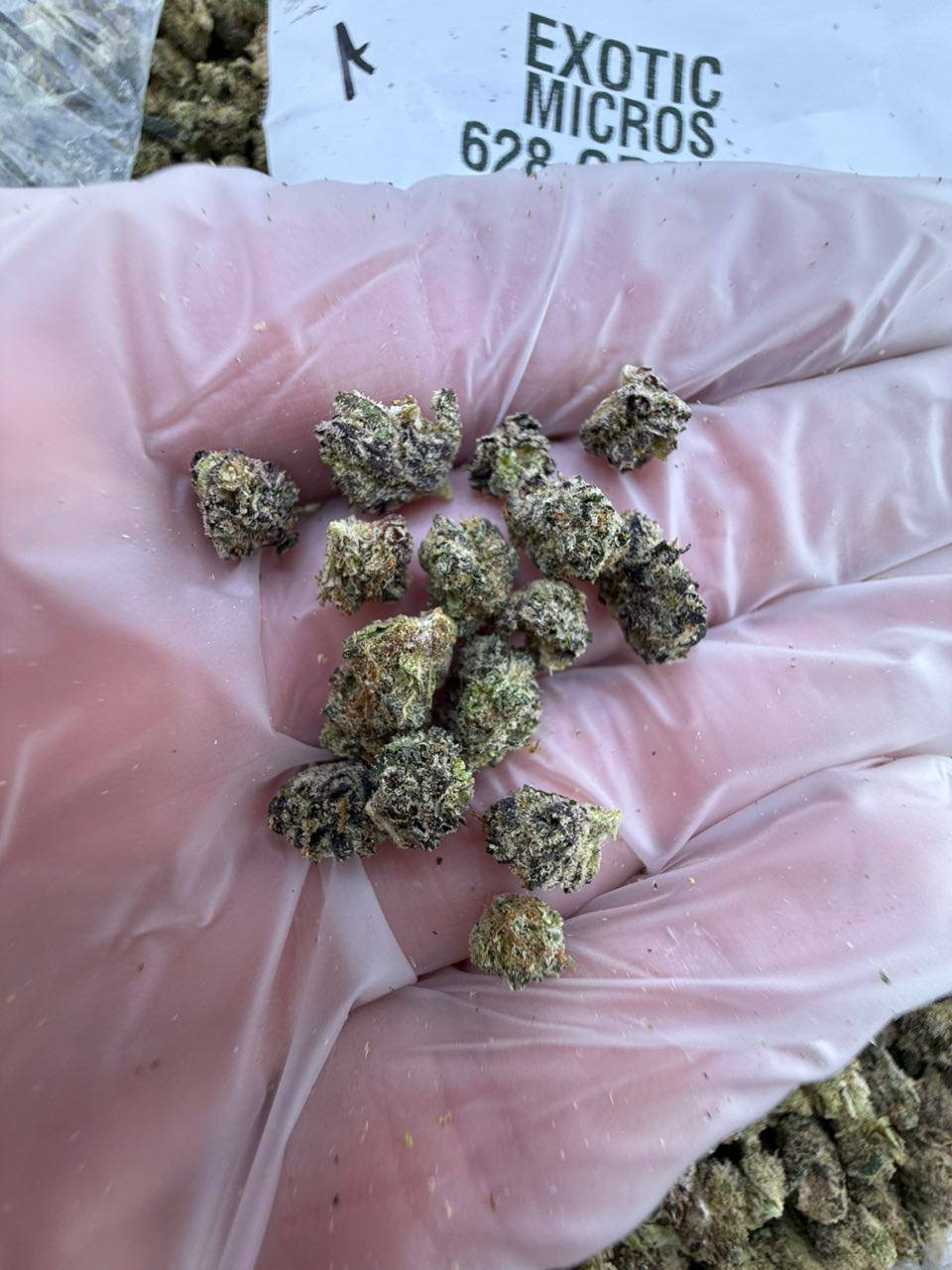 Exotic weed strain - Image 2