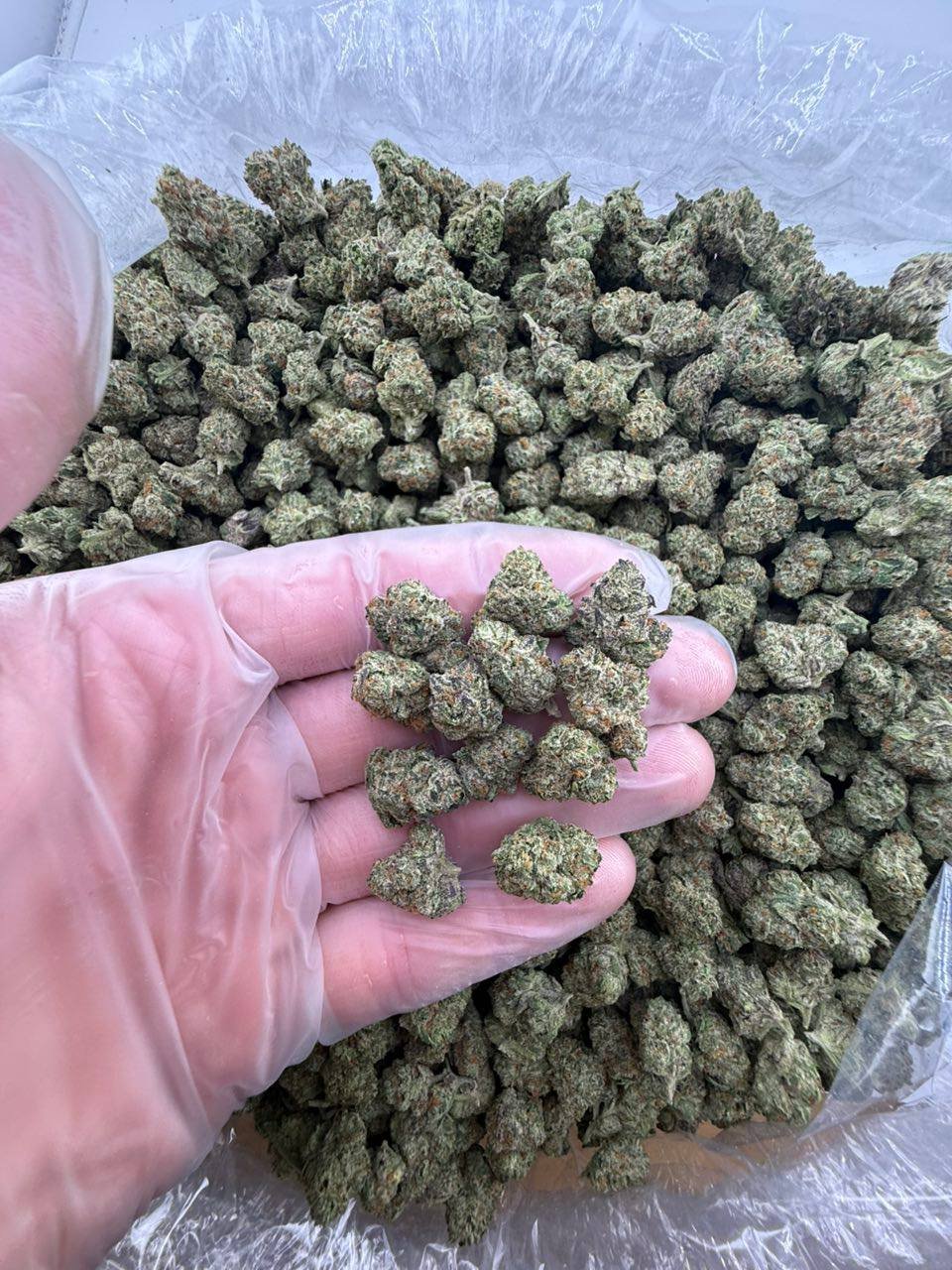 Gumbo strain - Image 2