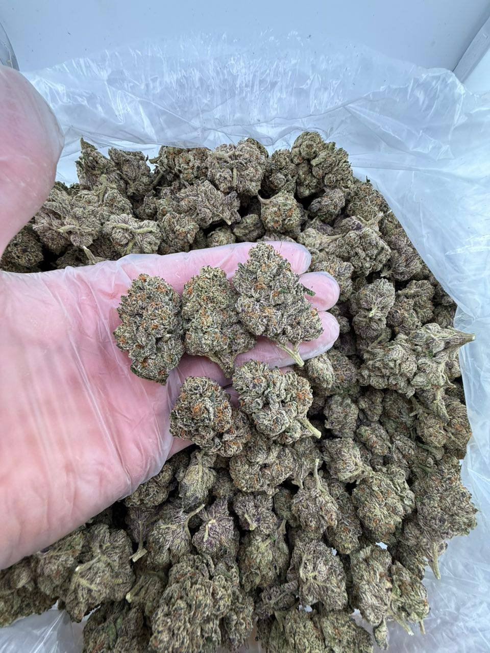 Triple scoop strain - Image 2