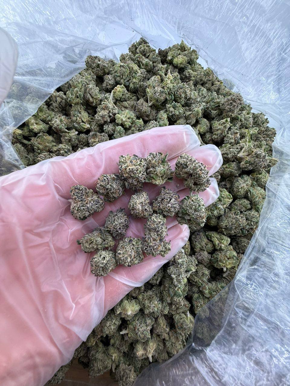 Lucky runts strain - Image 2