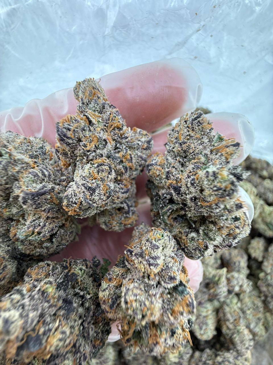 ADL strain - Image 2