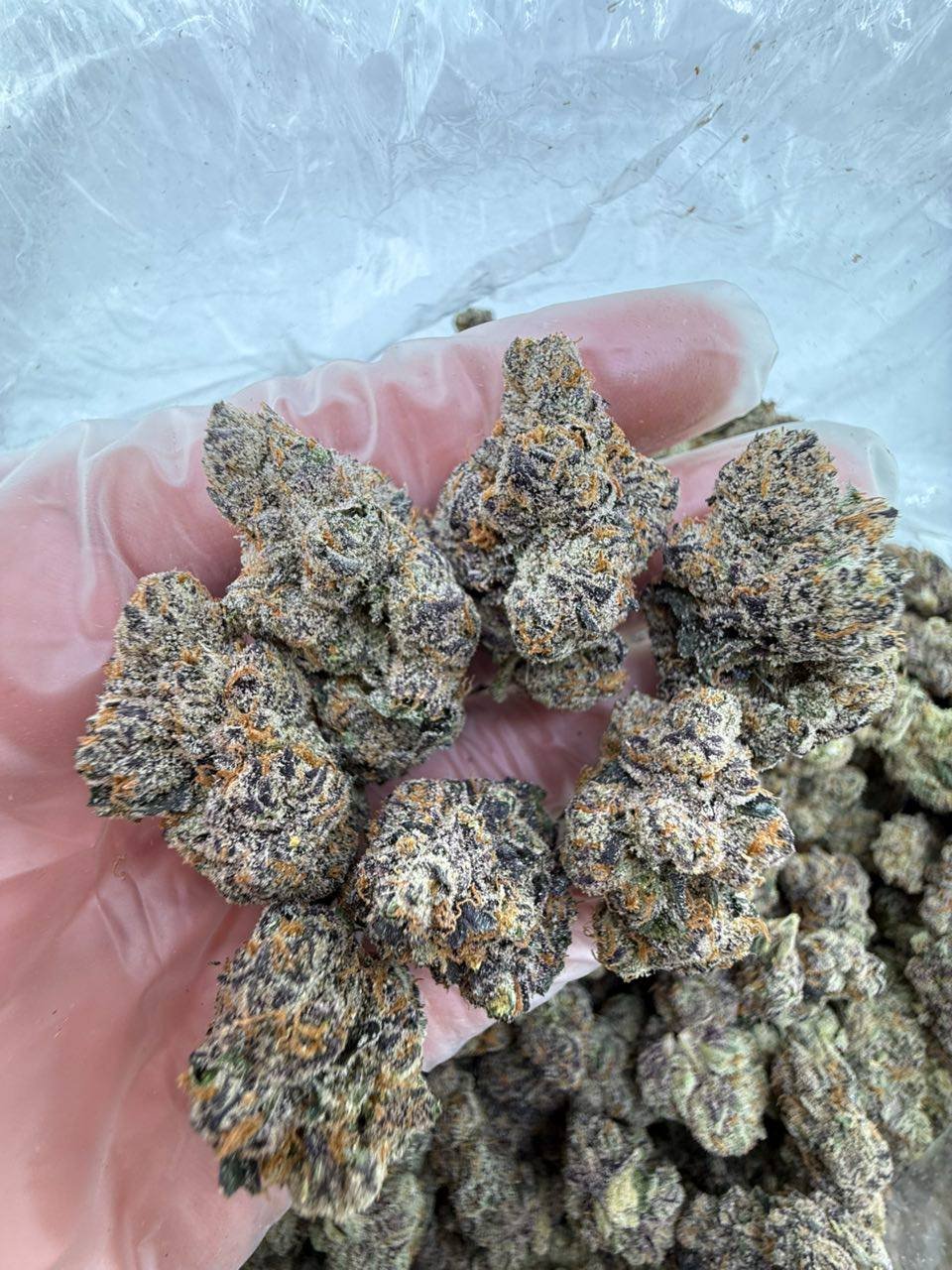 ADL strain - Image 3