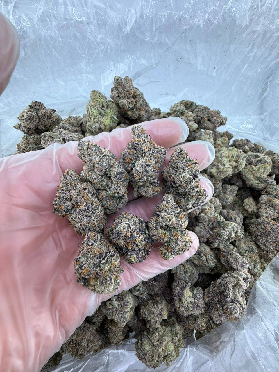 ADL strain - Image 4