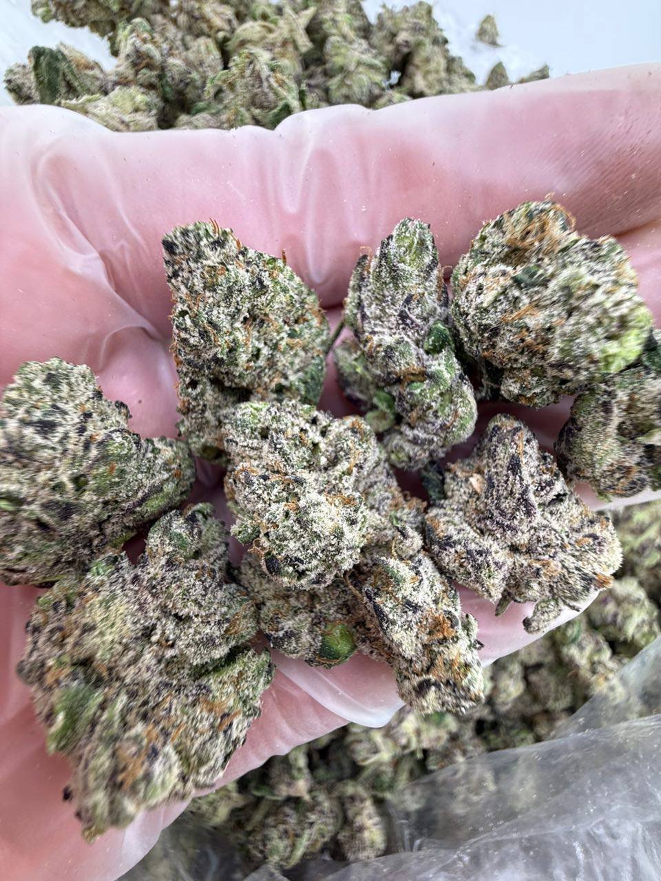 Bubblegum runts strain - Image 3