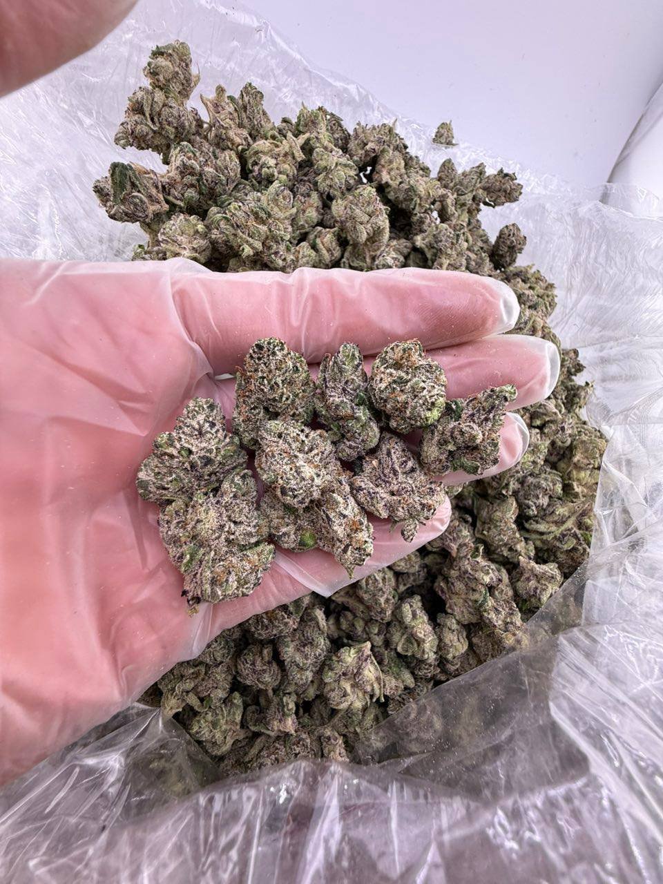 Bubblegum runts strain - Image 2