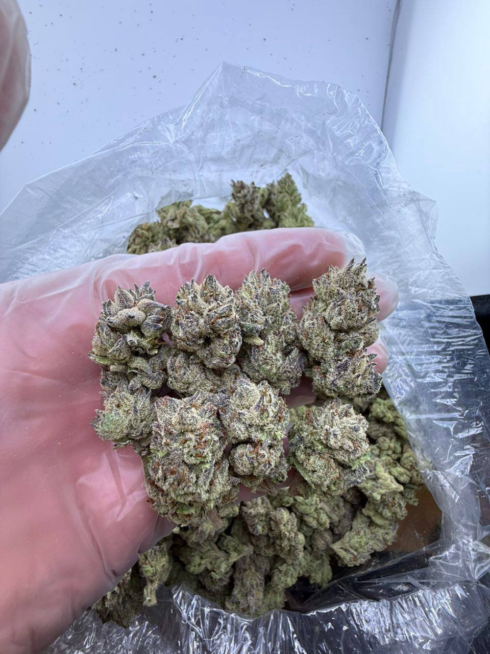 Zumbo weed strain - Image 2