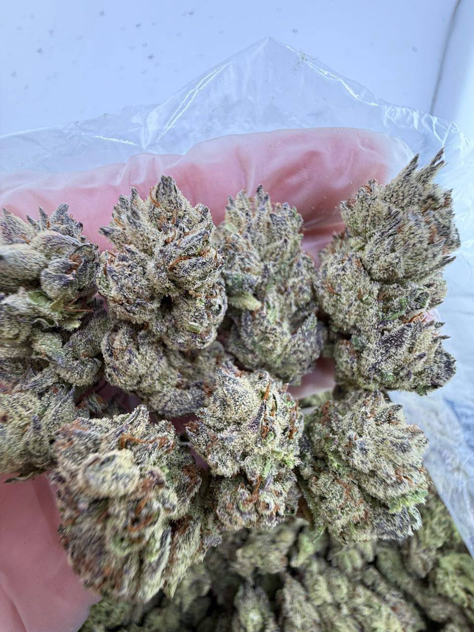 Zumbo weed strain - Image 3
