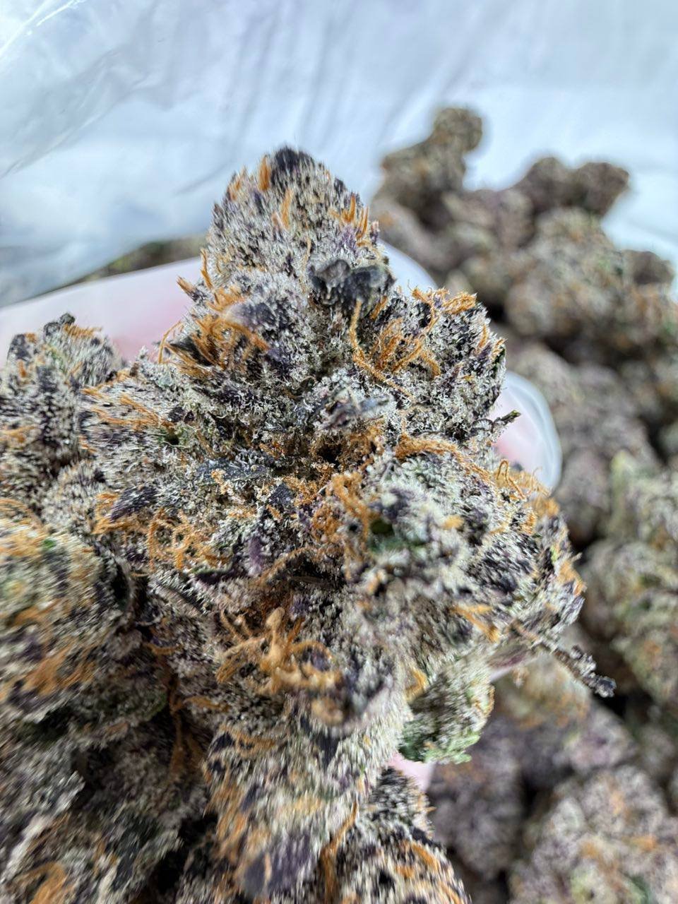 Higashi strain - Image 3