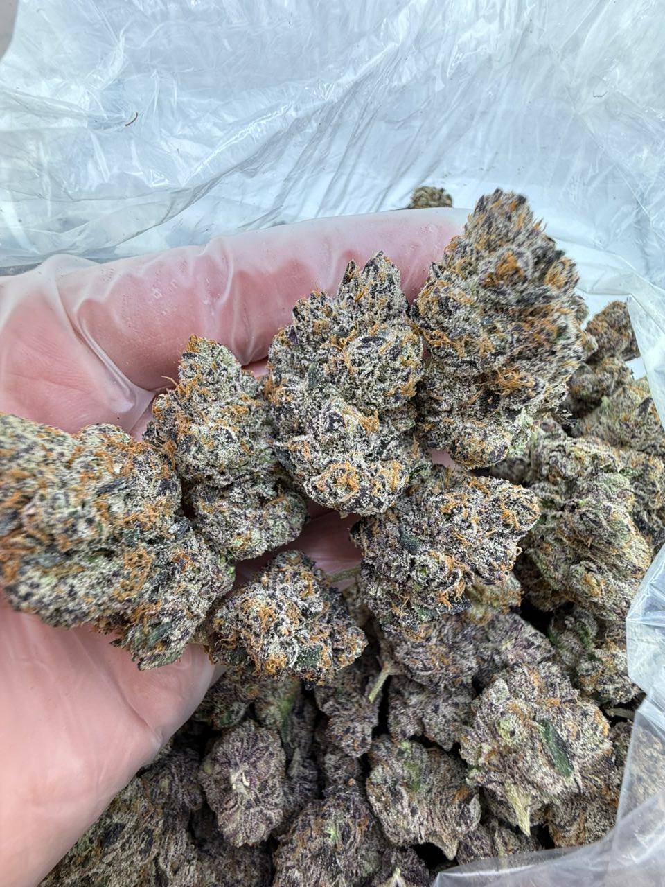 Higashi strain - Image 2