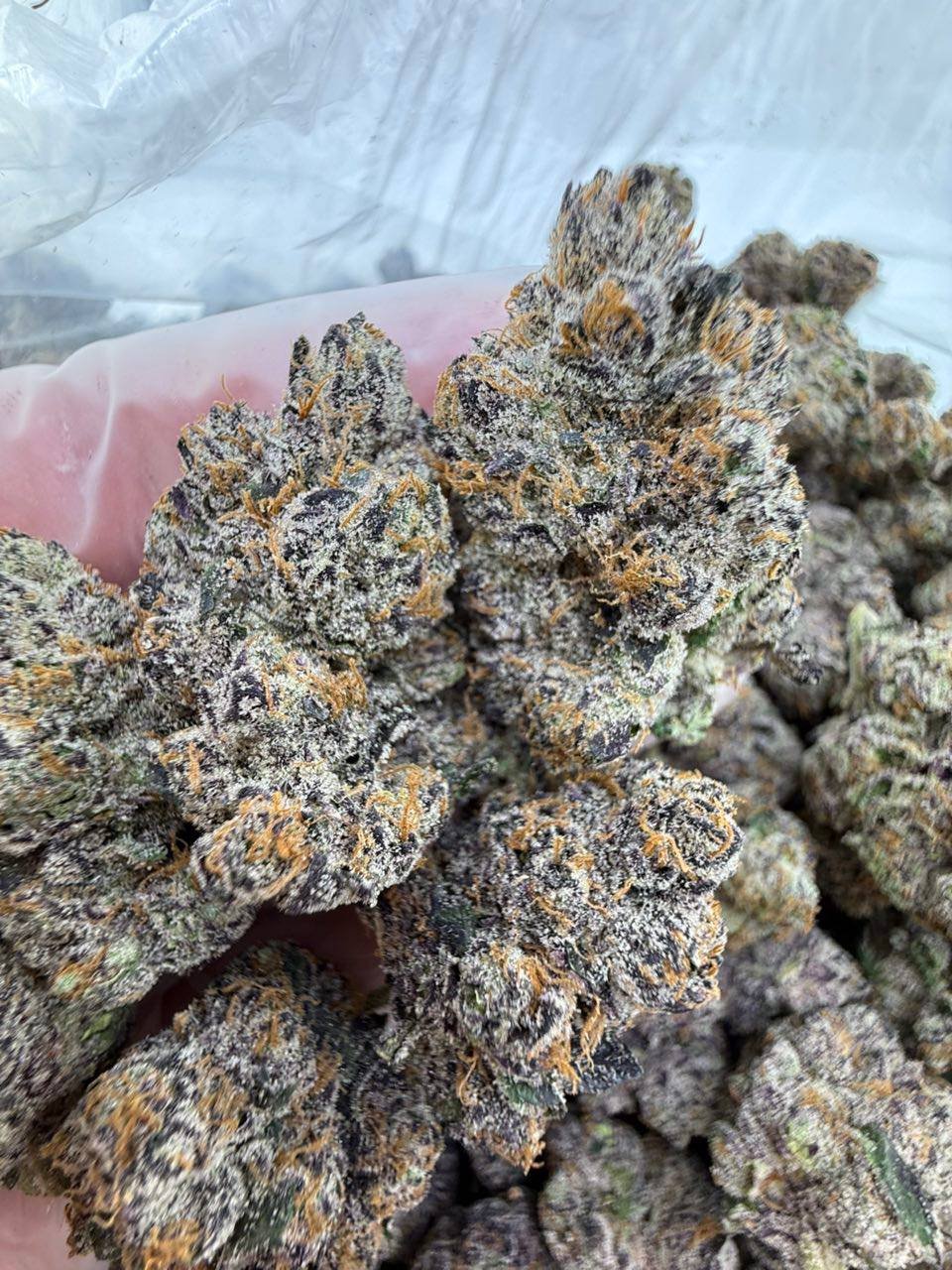 Higashi strain - Image 4